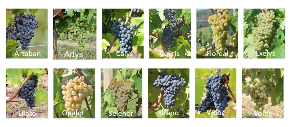 12 variétés : Artaban, Artys, Calys, Coliris, Floreal, Exelys, Lilaro, Opalor, Sirano, Vidoc, Voltis