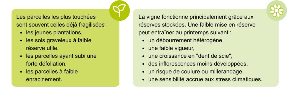 Les parcelles les plus touchées
sont souvent celles déjà fragilisées :
• les jeunes plantations,
• les sols graveleux à faible réserve utile,
• les parcelles ayant subi une forte défoliation,
• les parcelles à faible enracinement.
La vigne fonctionne principalement grâce aux réserves stockées. Une faible mise en réserve peut entraîner au printemps suivant :
• un débourrement hétérogène,
• une faible vigueur,
• une croissance en "dent de scie",
• des inflorescences moins développées,
• un risque de coulure ou millerandage,
• une sensibilité accrue aux stress climatiques.