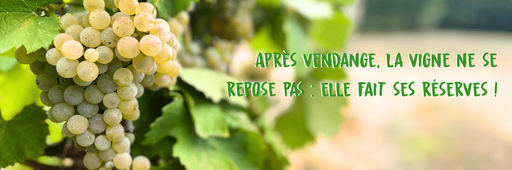 Après vendange, la vigne ne se repose pas : elle fait ses réserves !